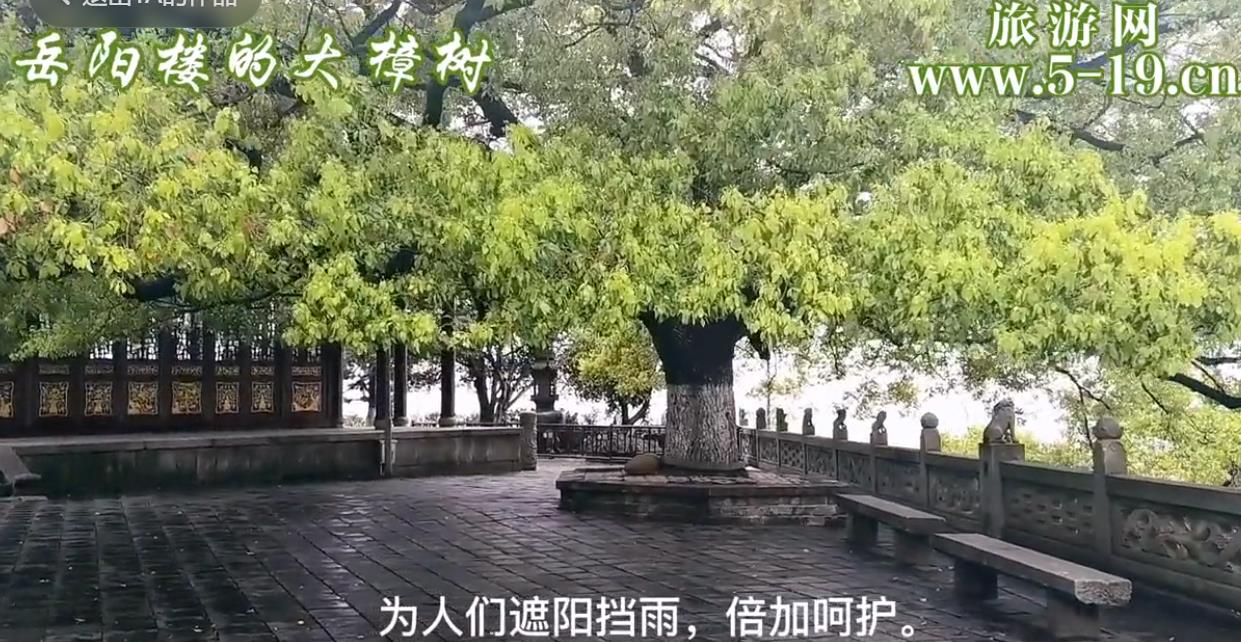 岳阳楼大樟树
